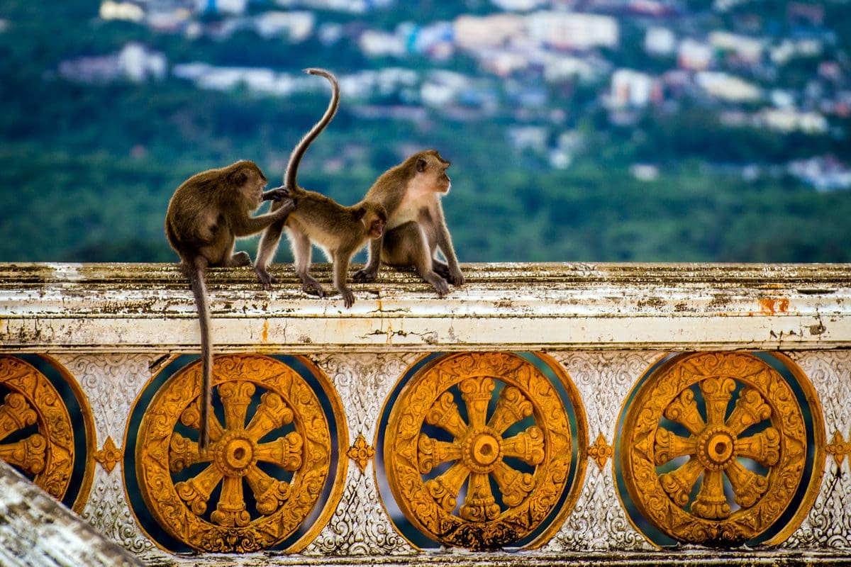 Monkeys at Tiger Cave, Krabi