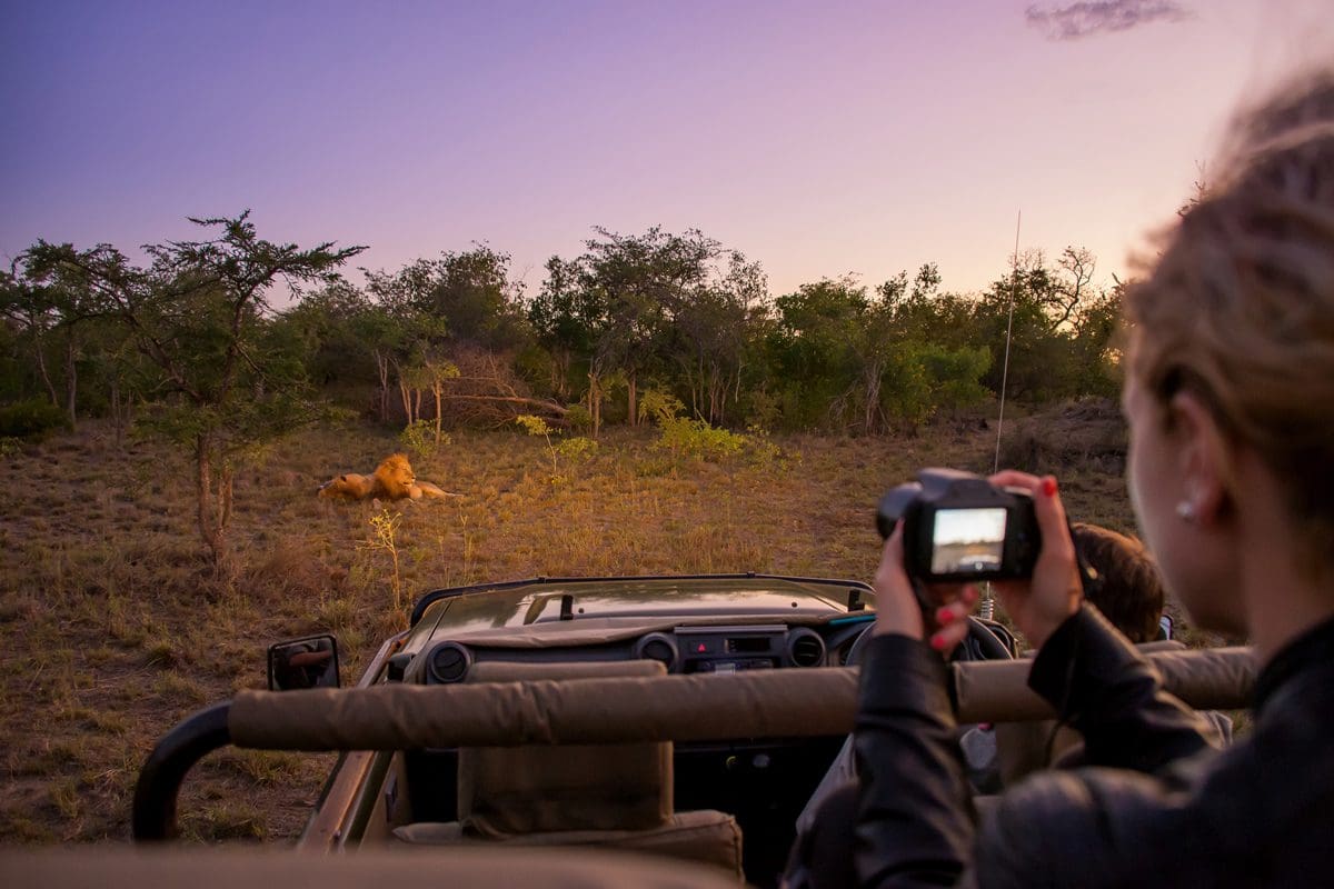 Photographing lions on an evening game drive - South African Tourism