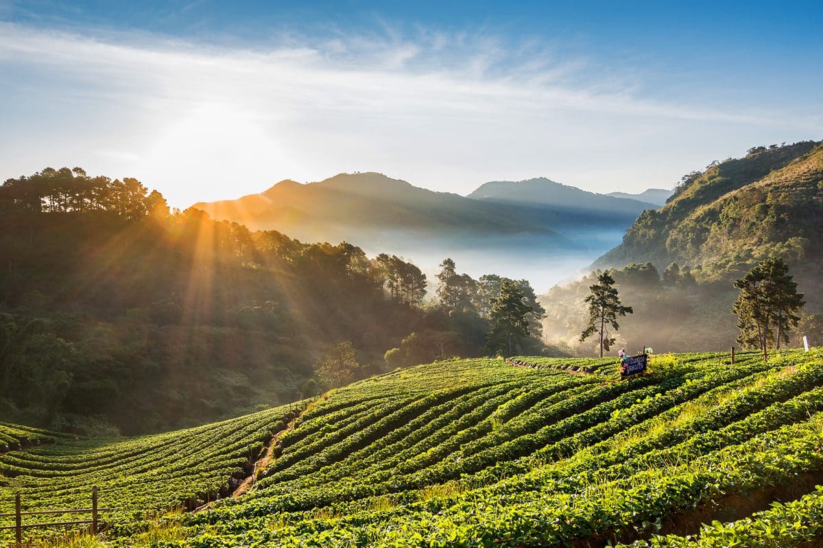 Plantation in Chiang Mai