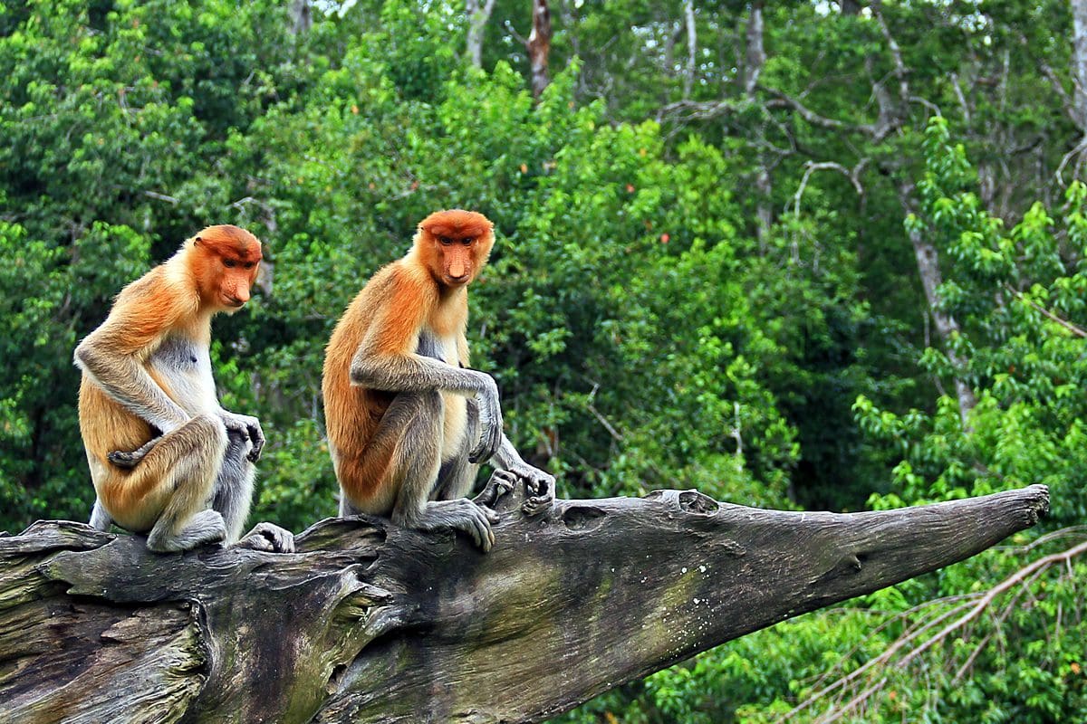 Proboscis monkeys, Labuk Bay - Sabah Tourism Board/Ramble and Wander