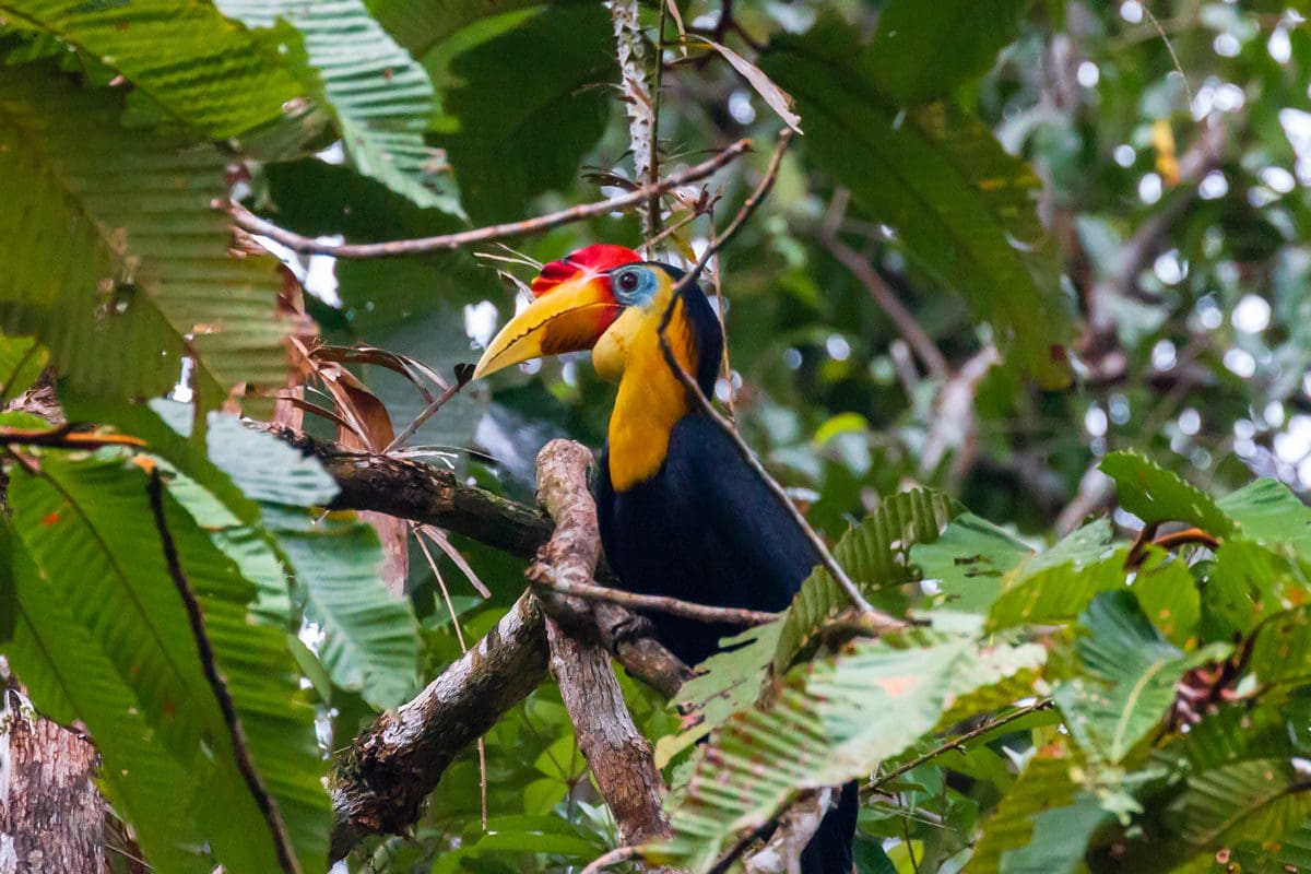 Rhinoceros Hornbill, Borneo