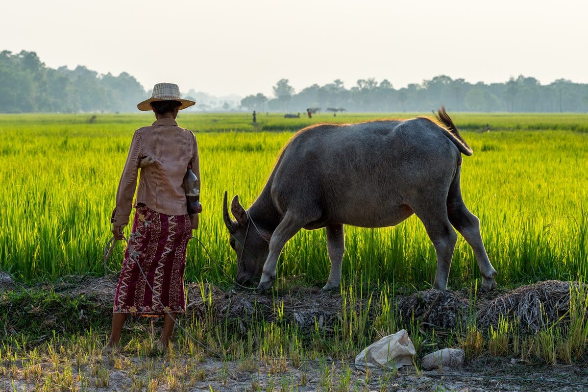 Rice fields of Siem Reap, Cambodia