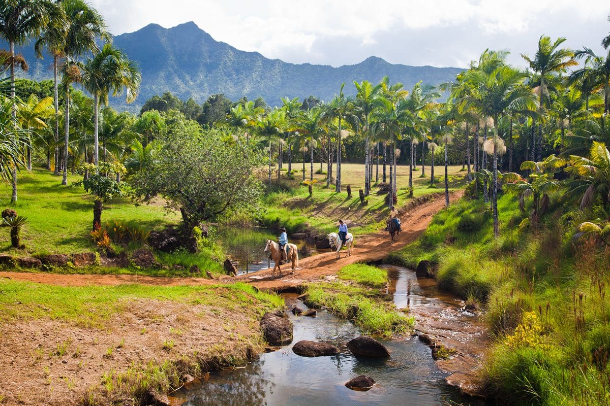 Riding through a palm grove in Kauai - Hawaii Tourism Authority