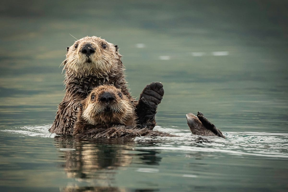 Two sea otters in Kodiak, Alaska