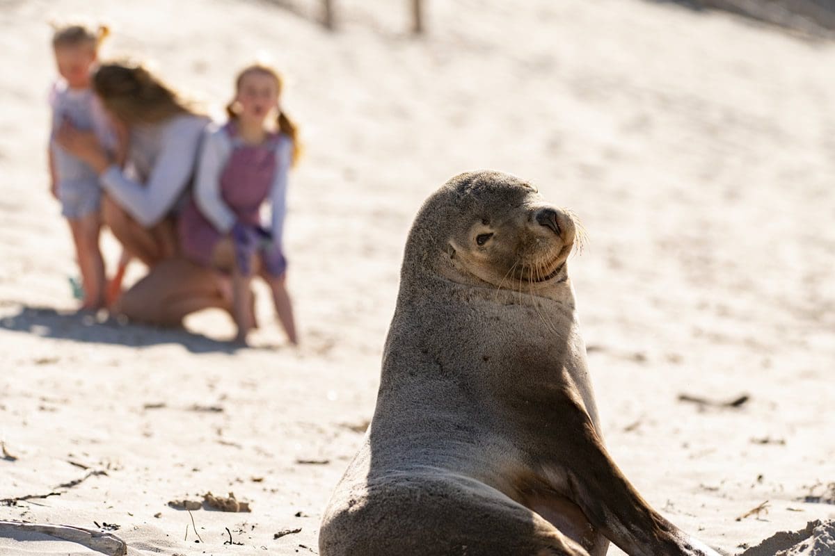 Seal Bay, Kangaroo Island - Tourism Australia