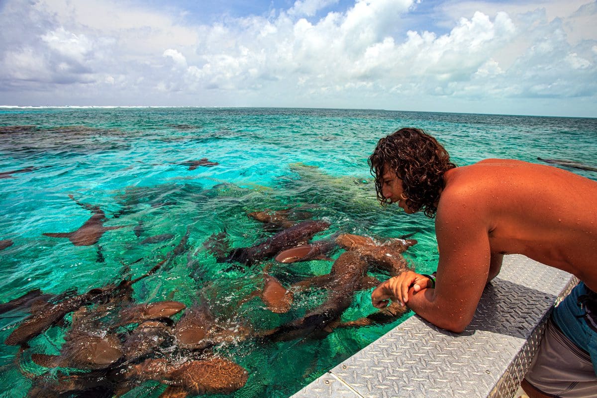 Shark watching - Travel Belize
