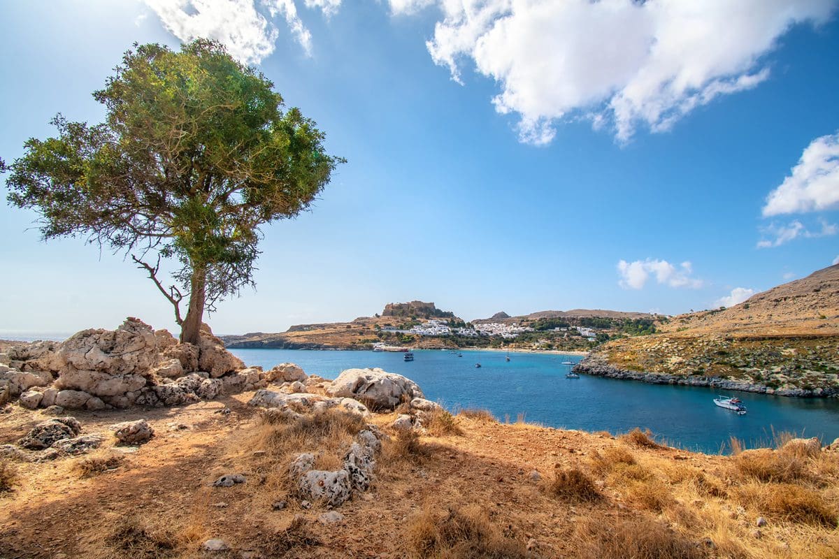 Sole tree with views of Lindos Acropolis, Rhodes