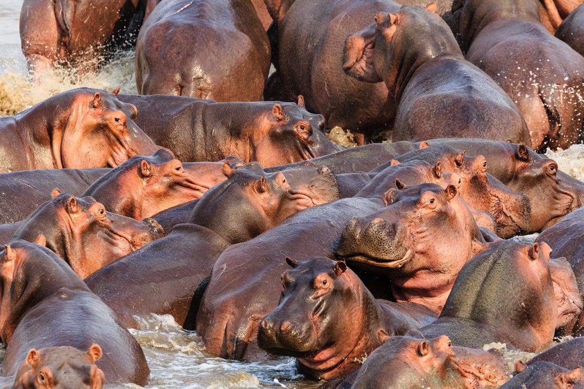 Hippos washing in the waters of South Luangwa National Park, Zambia
