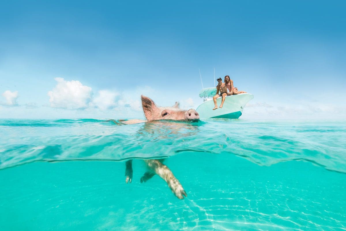 Watching the pigs swim in the Exumas - Bahamas Tourism Centre