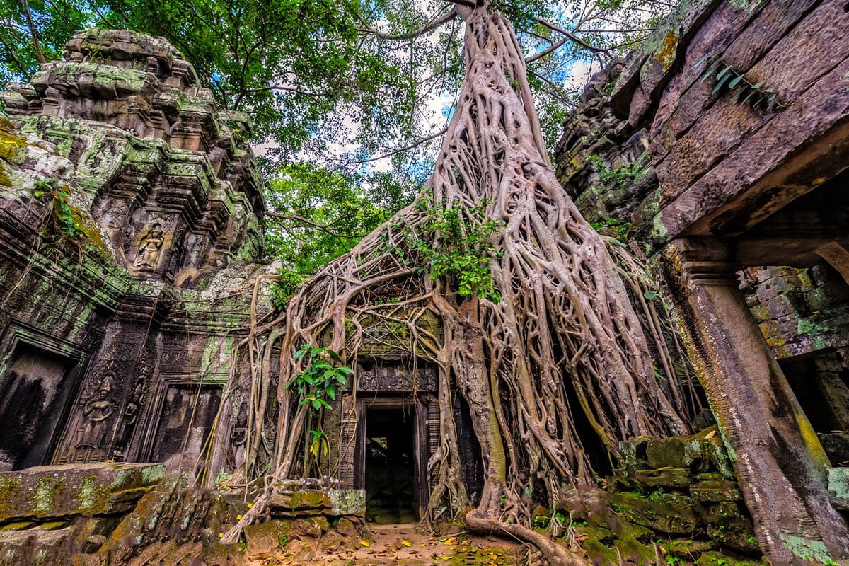 Ta Prohm Temple ruins, Angkor, Cambodia