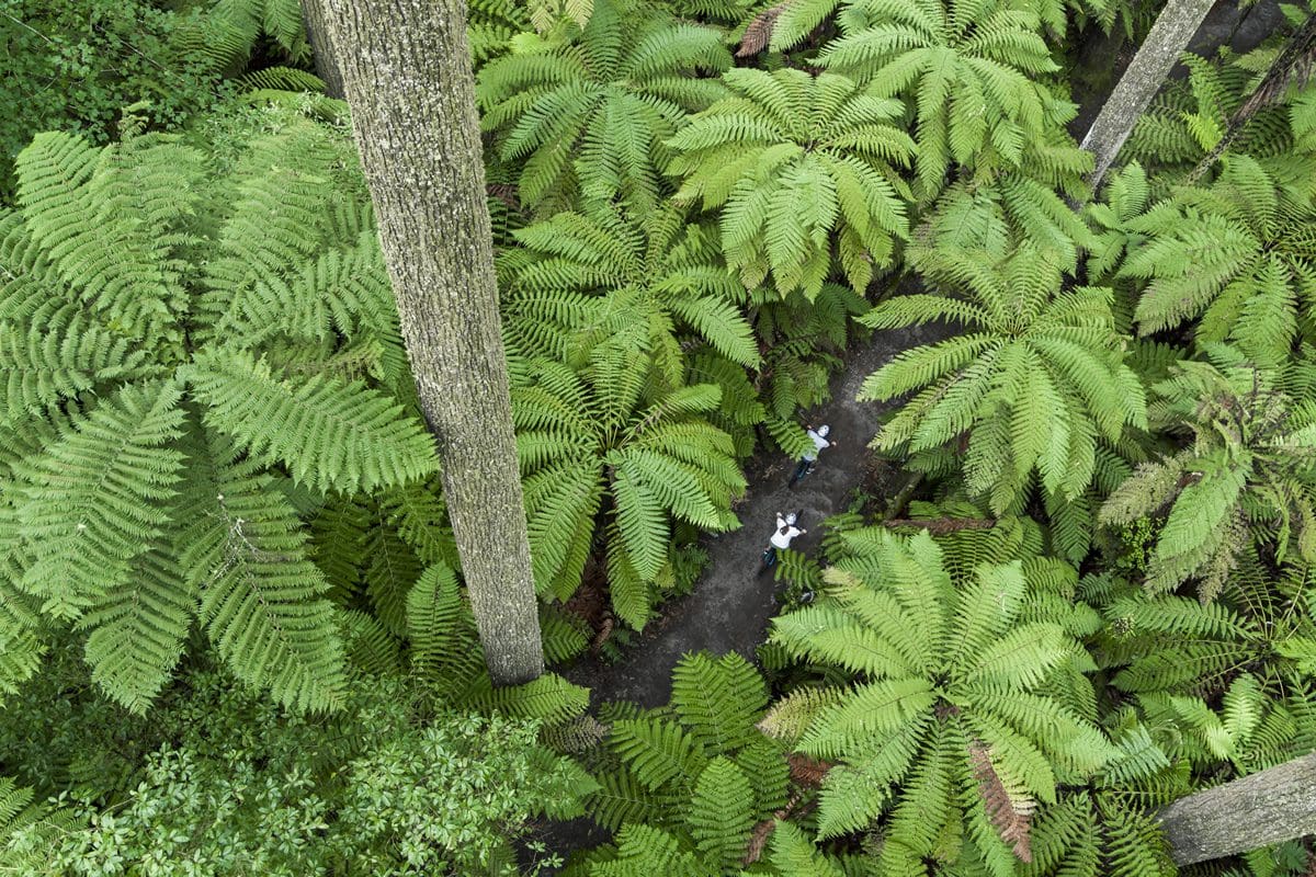 Cycling in the Redwoods Forest of Rotorua