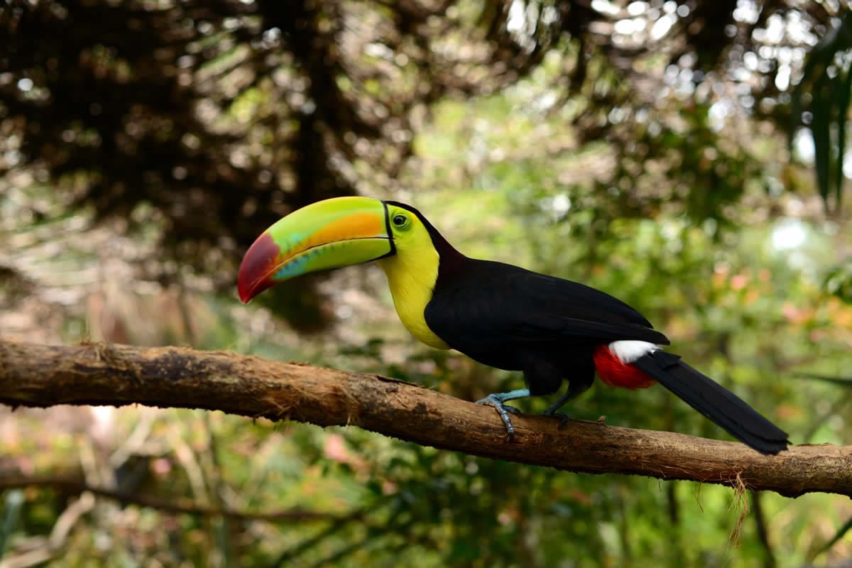Toucan - Travel Belize