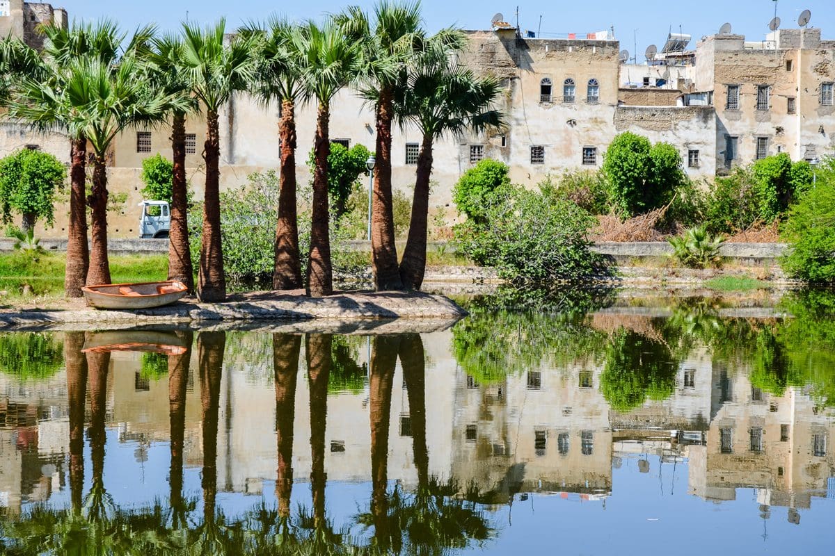 Towering palms in Fez Royal Park, Morocco