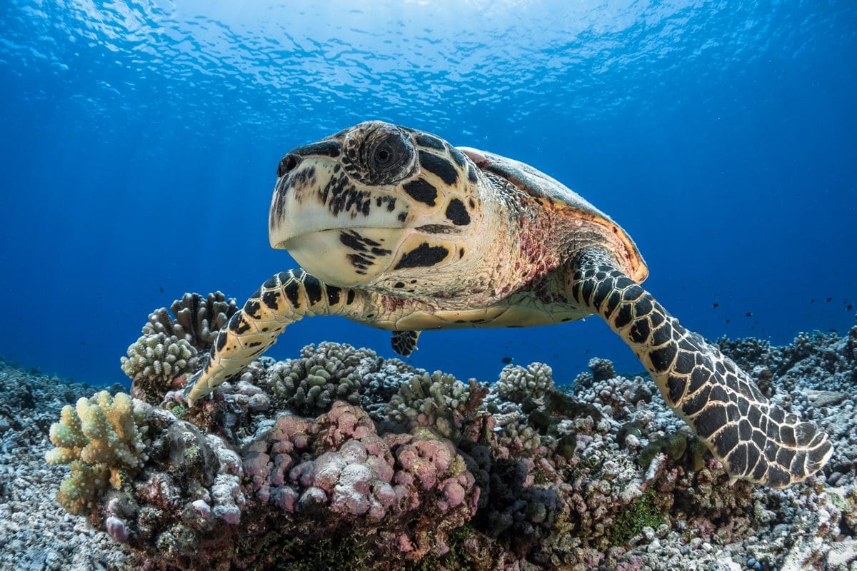 Turtle - Tahiti Tourisme/Gregory Lecoeur