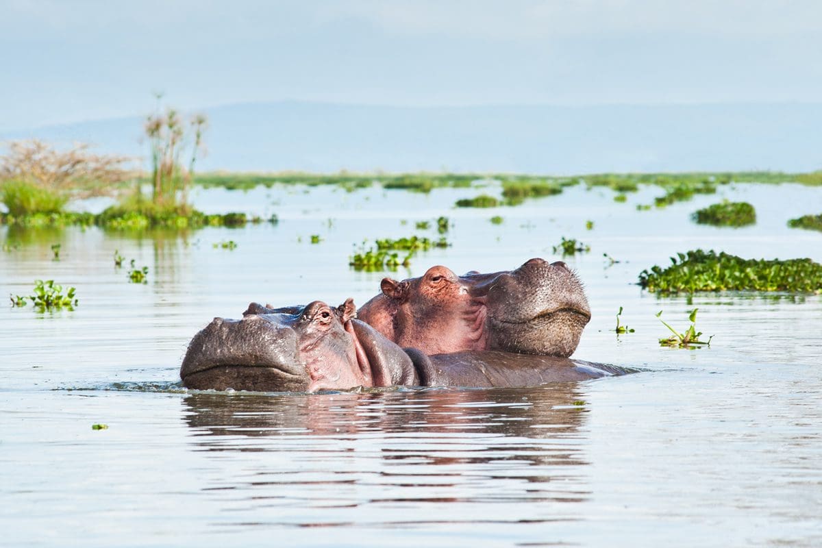 Pair of hippos wallowing in a Kenyan lake