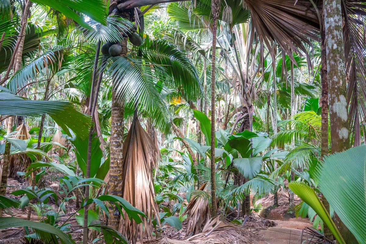 Vallee de Mai Forest, Praslin in the Seychelles - Michel Denousse