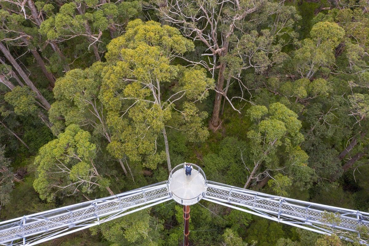 Valley of the Giants Treetop Walk, Walpole Region - Tourism Australia