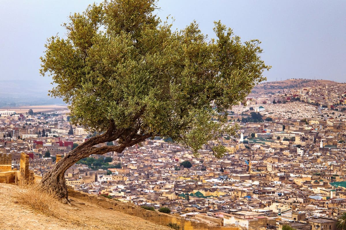 View of Fez el Bali Medina