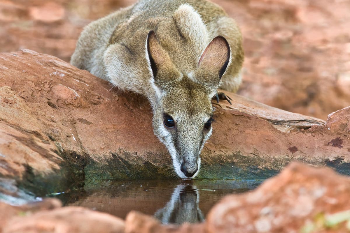 Wallaby drinking from a rock pool in Broome, Western Australia