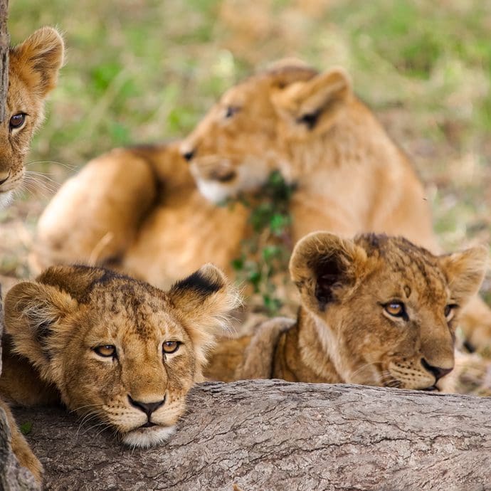 Young lions in the Serengeti