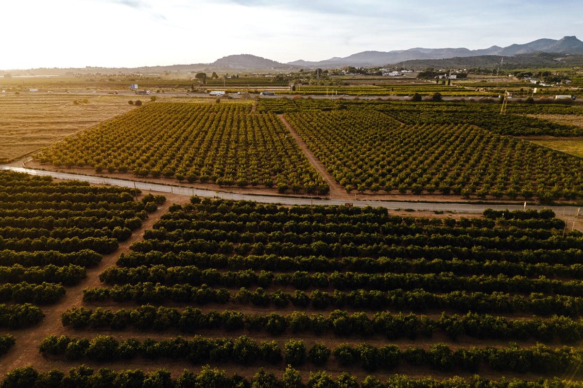 Campo Anibal Orange Groves - Visit Valencia