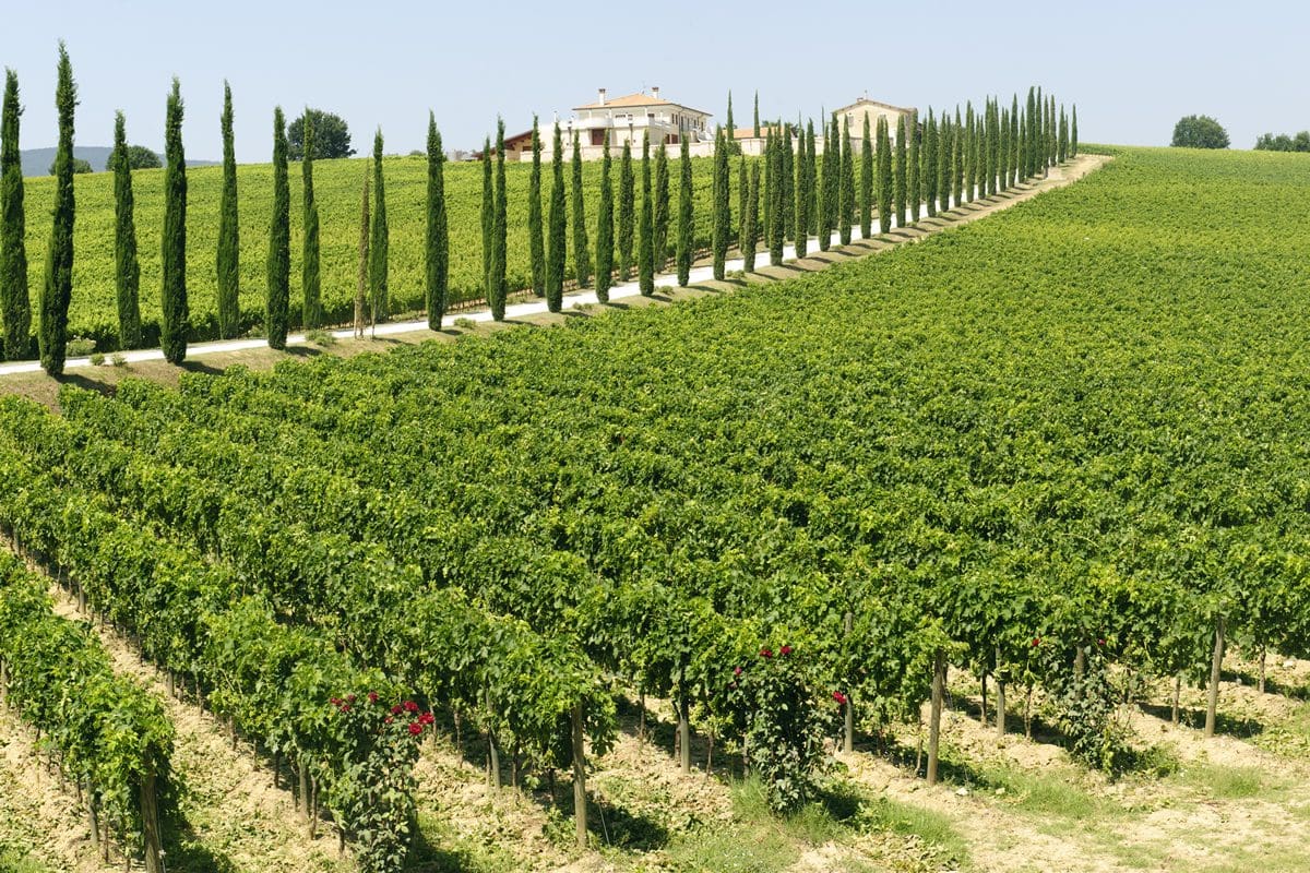 Farmhouse and vineyard in Umbria