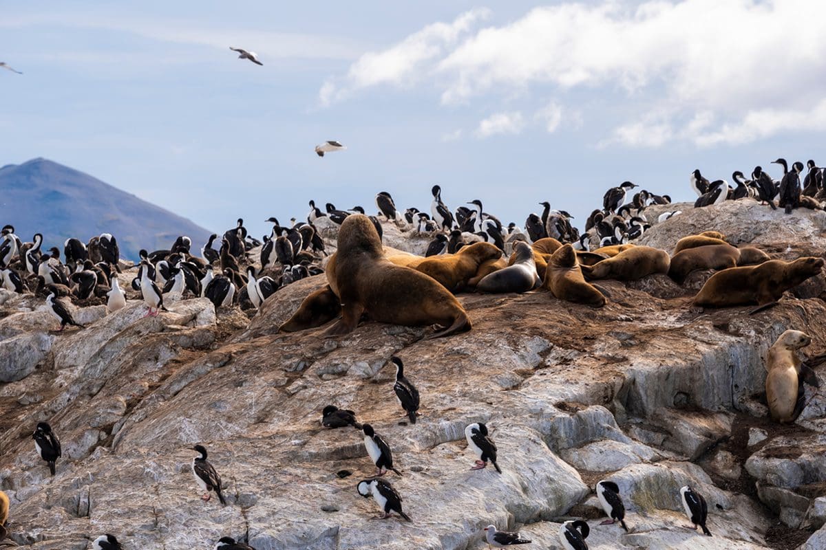 Sea lions and cormorants in Ushuaia, Patagonia
