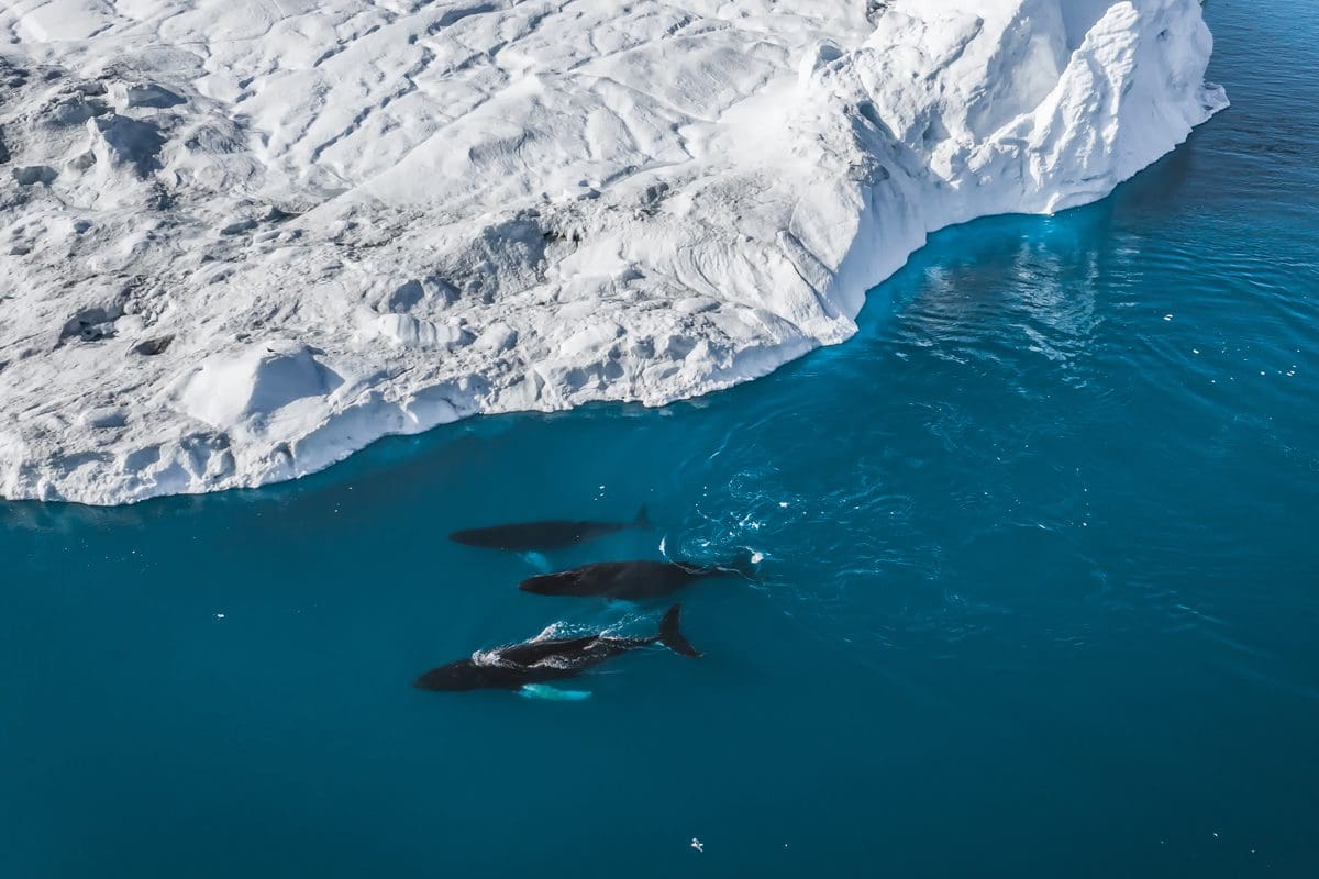Humpback whales in the waters of Ilulissat