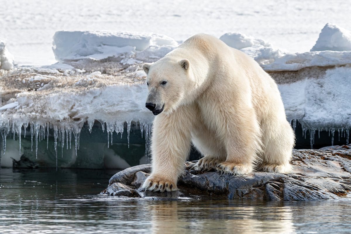 Polar bear in the ice of Svalbard