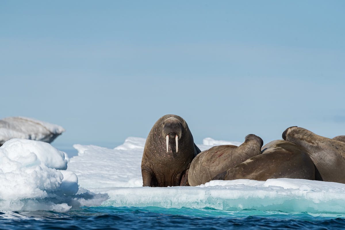 Walrus on the floating ice of Svalbard