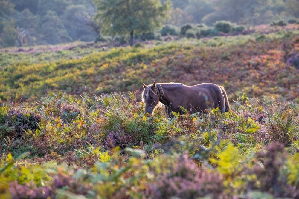 New Forest