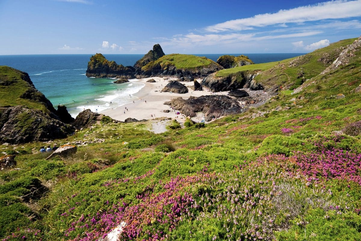 Heather on the hillside of Kynance Cove - Myles New/Lonely Planet