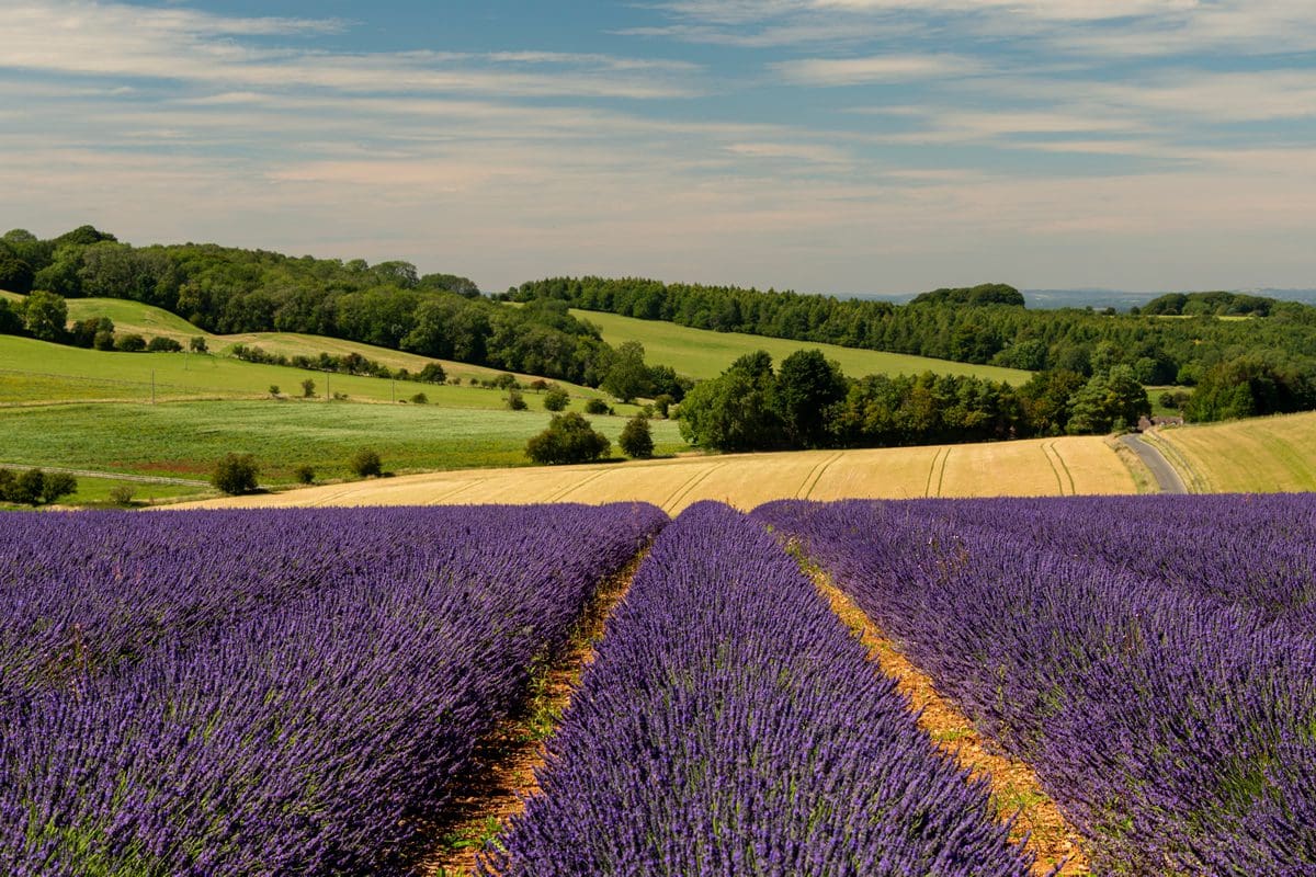 Lavender fields in Snowshill, Cotswolds