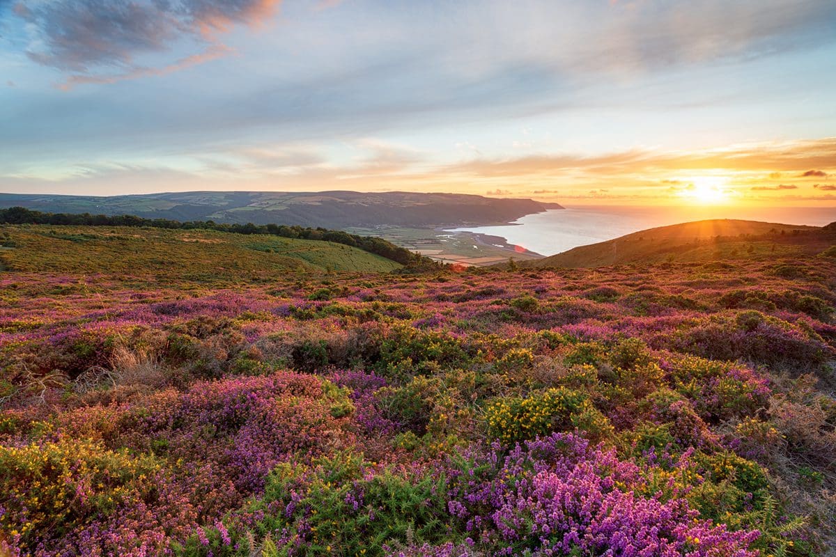 Sunset over a heather meadow in Minehead, Somerset