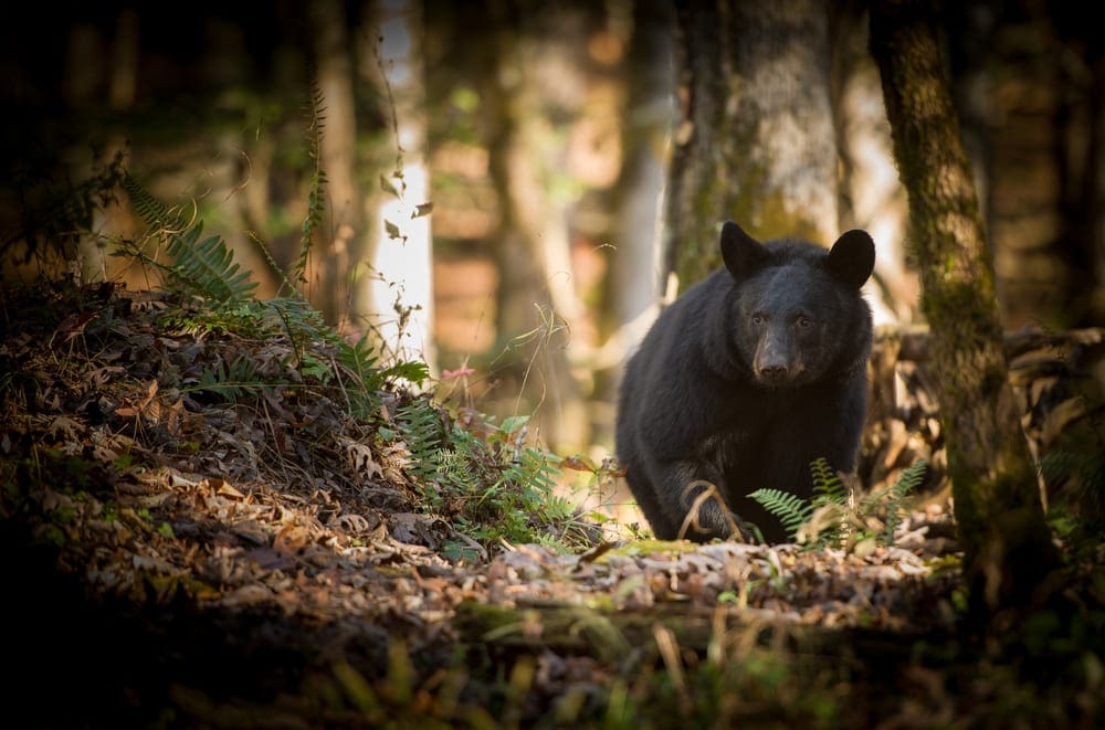 Black bear foraging in the forest in Cade's Cove, Great Smoky Mountains. Holidays to North Carolina