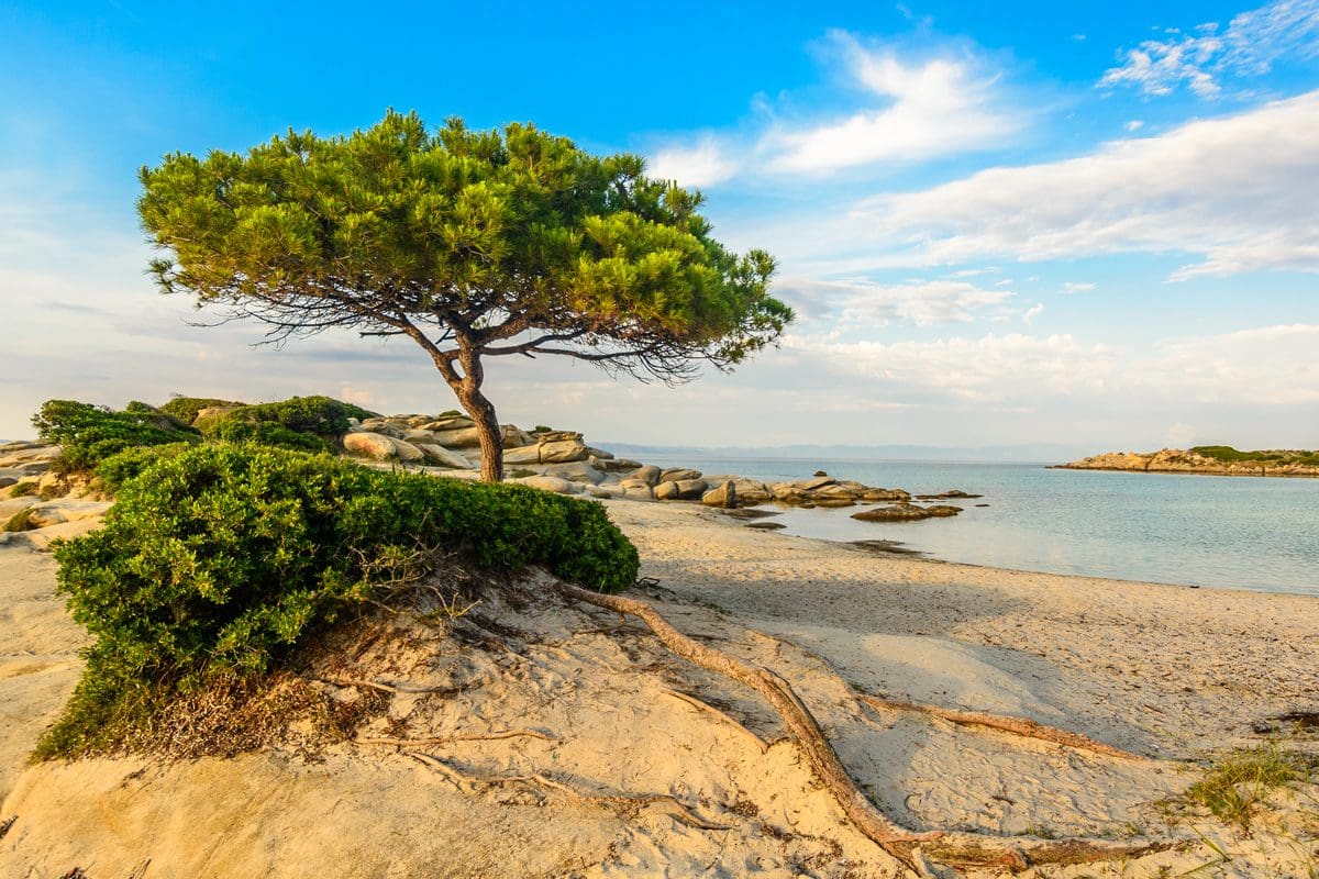 Karidi Beach pine tree in Halkidiki