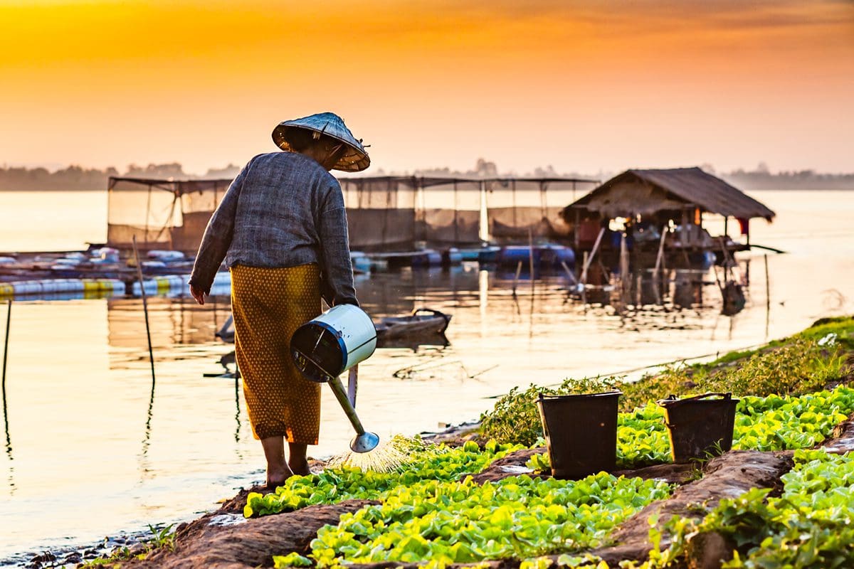 Woman watering vegetables on the banks of the Mekong River
