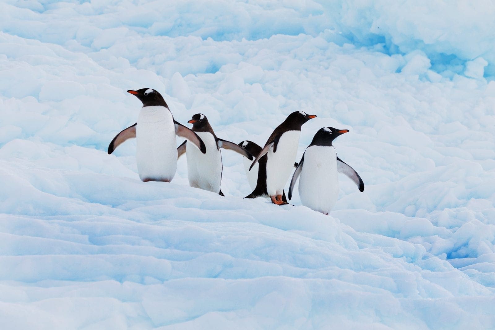 Antarctic Cruises