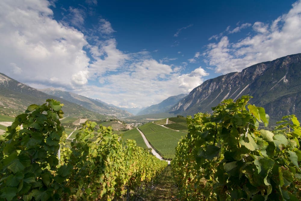 Grapevine in the sunny Rhone valley in the summertime.