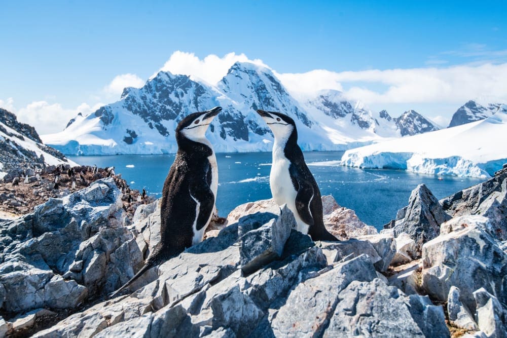 Antarctic Cruising