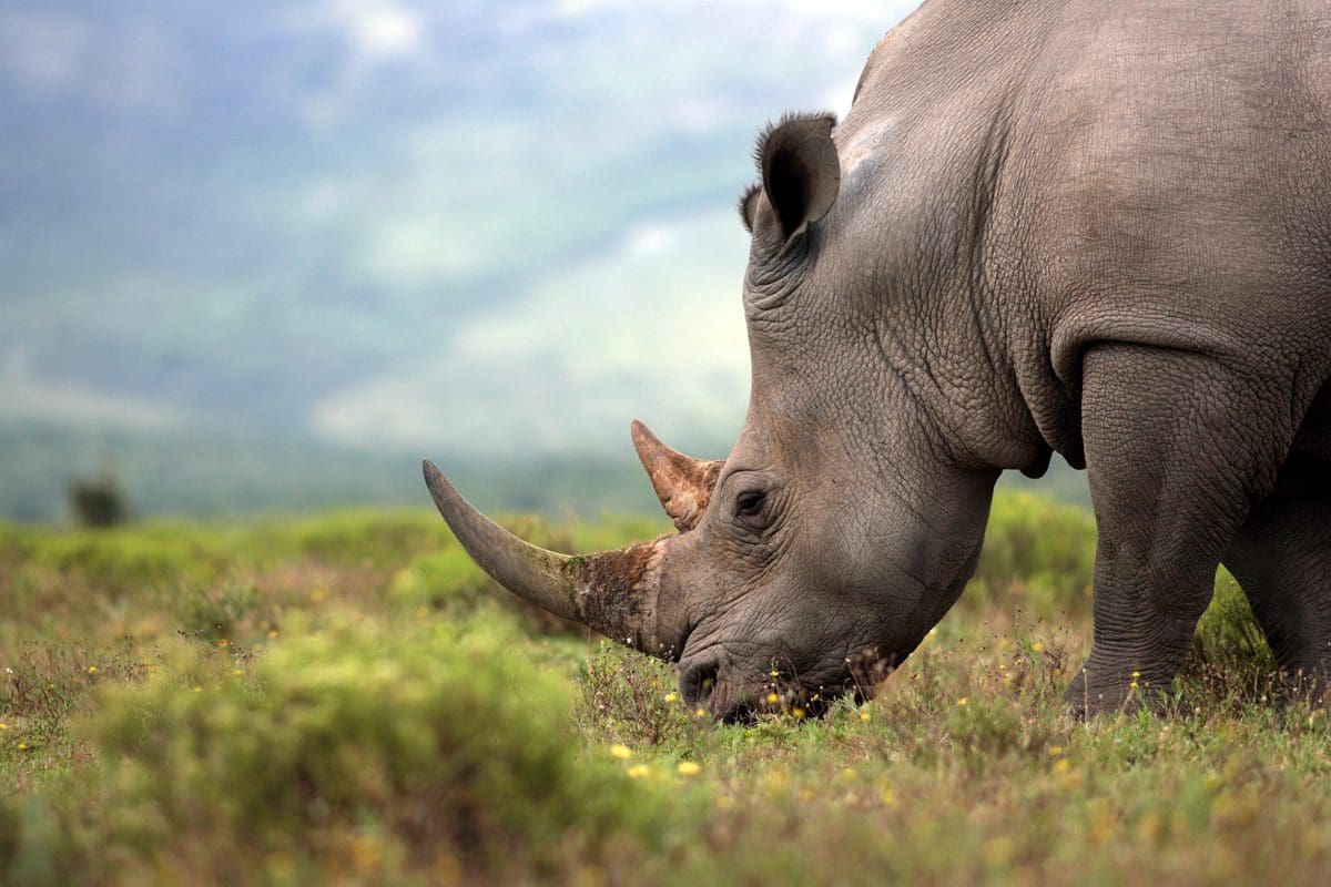 Beautiful rhino grazing in Kruger National Park