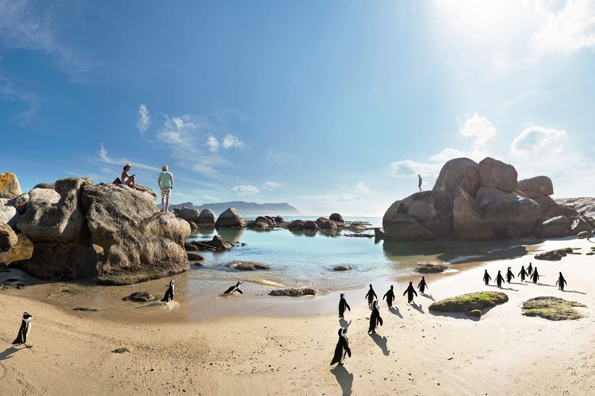 Boulders Beach penguins - South African Tourism