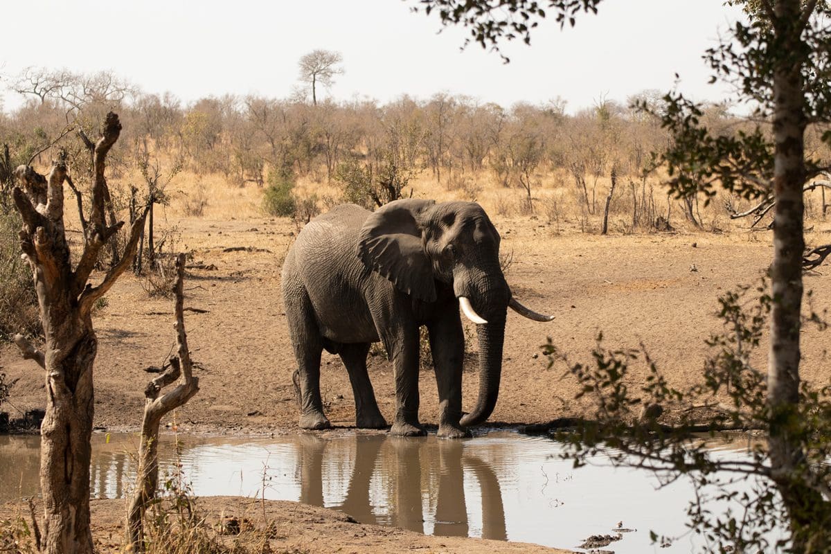 Elephant in Manyeleti Game Reserve