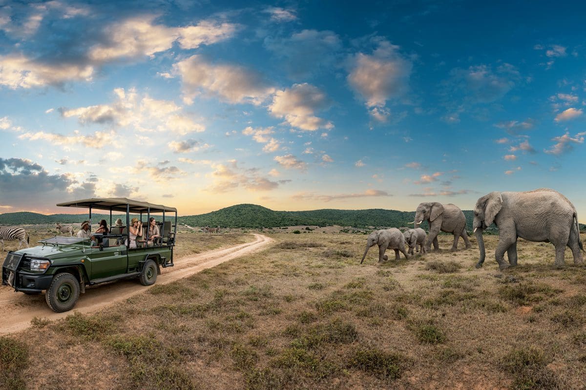 Game drive in Shamwari Game Reserve - South African Tourism