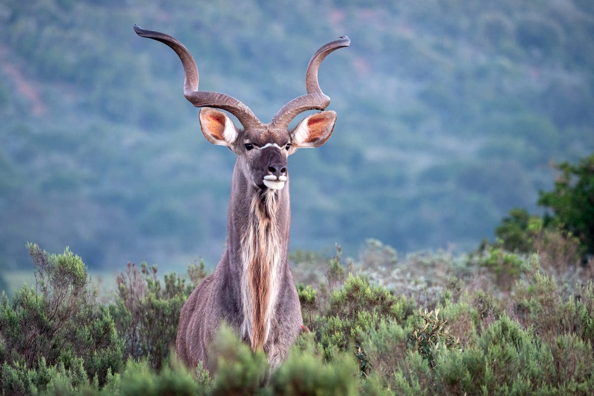 Greater kudu, Eastern Cape
