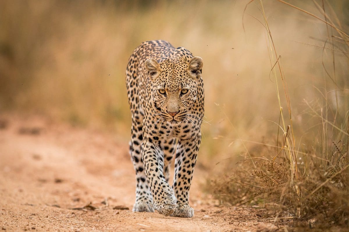 Leopard on the prowl in Kruger National Park