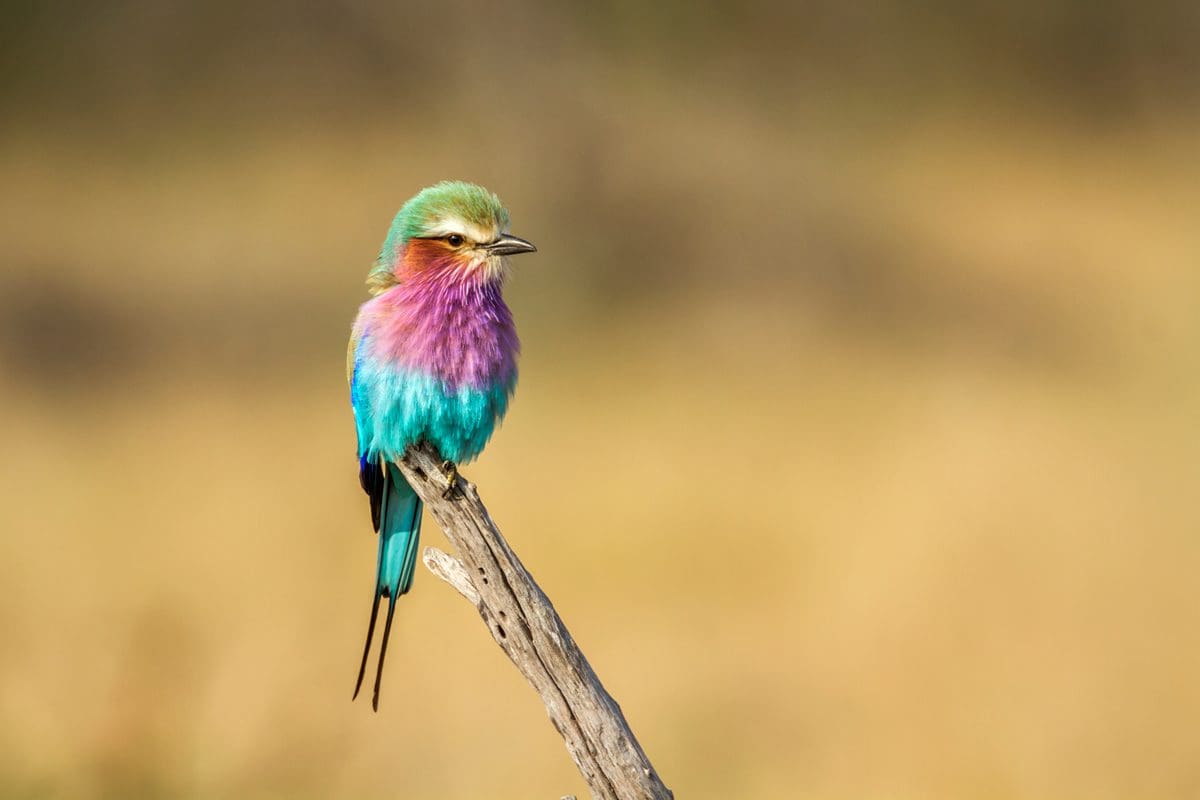 Lilac breasted roller in Kruger National Park
