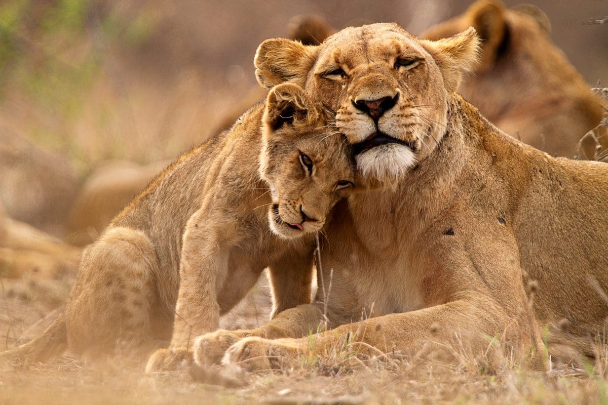 Lioness and cub, Kruger National Park, South Africa