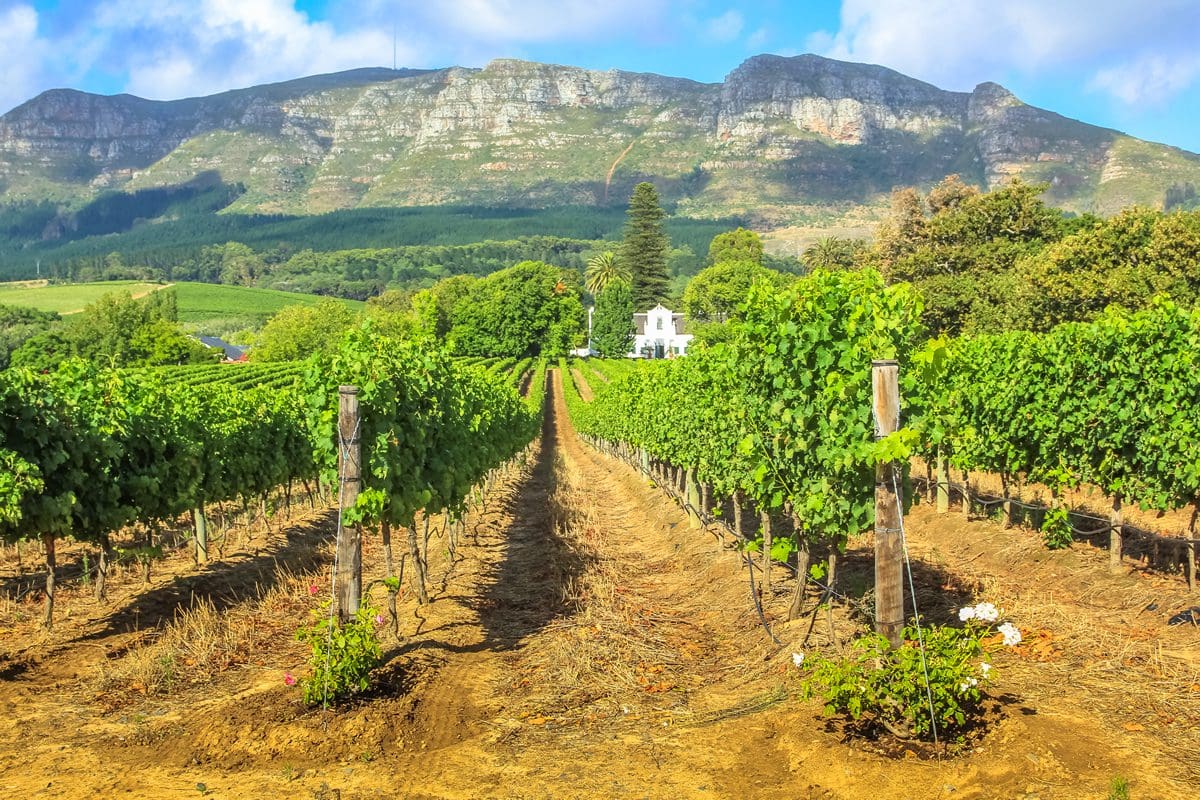 Vineyard in Stellenbosch