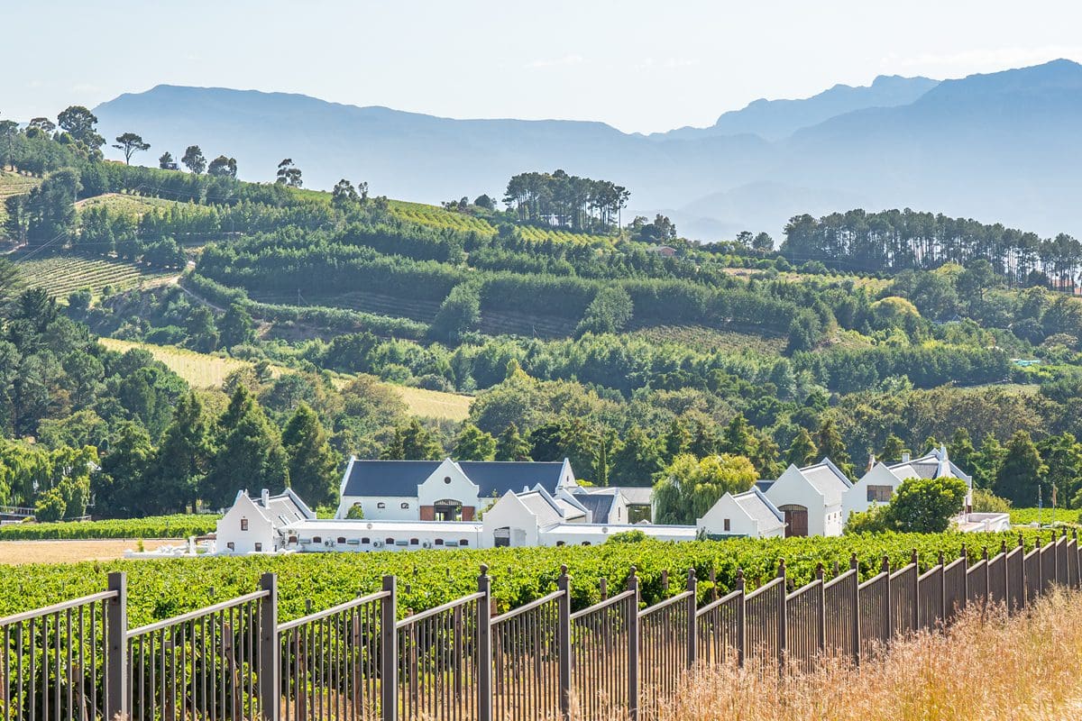 Wine fields of Stellenbosch